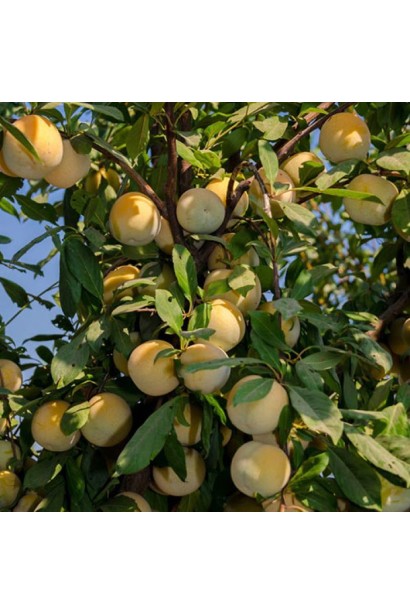 Слива Флейвор Квін - рясне плодоношення